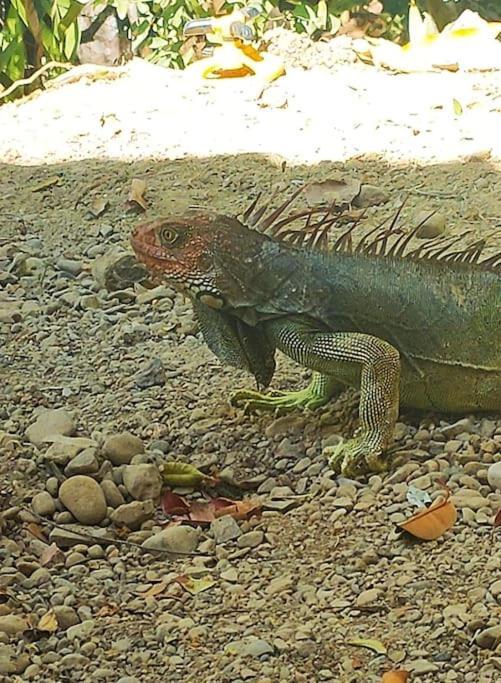 Casa Paraiso Manzanillo  Dış mekan fotoğraf